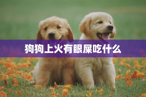 狗狗上火有眼屎吃什么
