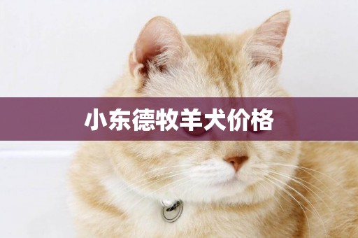 小東德牧羊犬價格