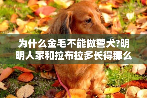 為什么金毛不能做警犬?明明人家和拉布拉多長得那么像！