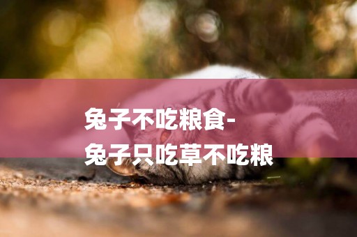 兔子不吃糧食-
兔子只吃草不吃糧