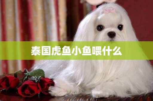 泰國虎魚小魚喂什么