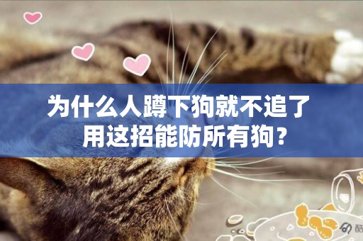 為什么人蹲下狗就不追了  用這招能防所有狗？