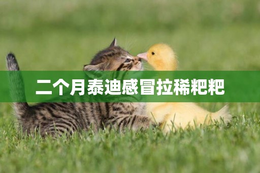 二個月泰迪感冒拉稀粑粑