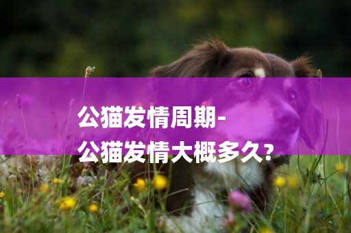 公貓發情周期-
公貓發情大概多久?