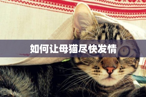 如何讓母貓盡快發情