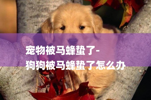寵物被馬蜂蟄了-
狗狗被馬蜂蟄了怎么辦