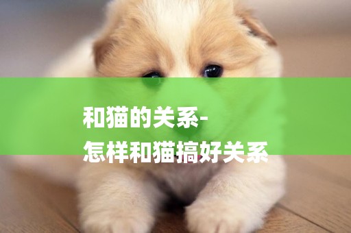 和貓的關系-
怎樣和貓搞好關系