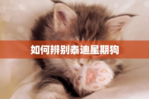 如何辨別泰迪星期狗