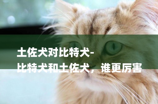 土佐犬對比特犬-
比特犬和土佐犬，誰更厲害