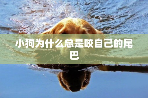 小狗為什么總是咬自己的尾巴