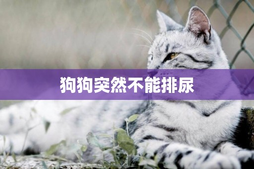 狗狗突然不能排尿