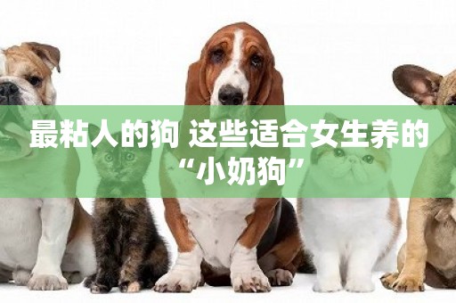 最粘人的狗 這些適合女生養的“小奶狗”
