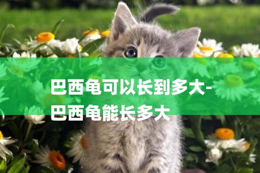 巴西龜可以長到多大-
巴西龜能長多大
