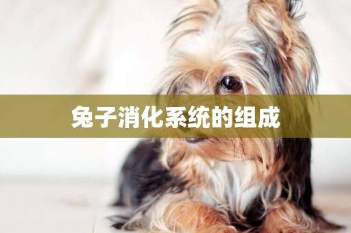兔子消化系統的組成