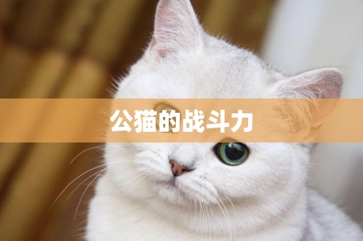 公貓的戰斗力