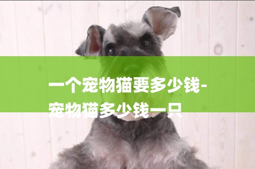 一個寵物貓要多少錢-
寵物貓多少錢一只