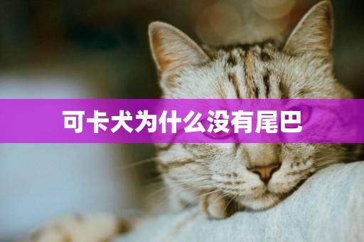 可卡犬為什么沒有尾巴