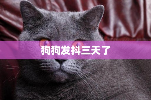 狗狗發抖三天了