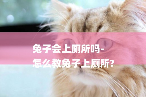 兔子會上廁所嗎-
怎么教兔子上廁所?