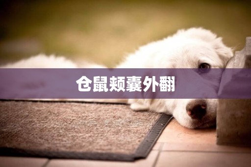 倉鼠頰囊外翻