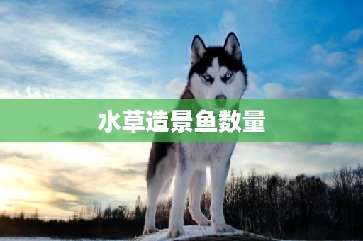 水草造景魚數量