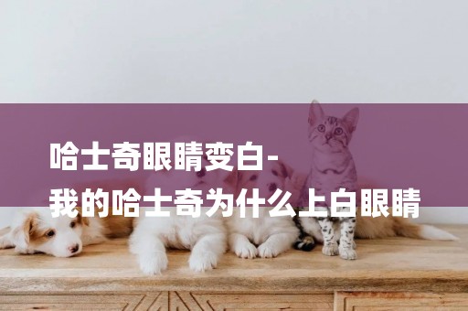 哈士奇眼睛變白-
我的哈士奇為什么上白眼睛