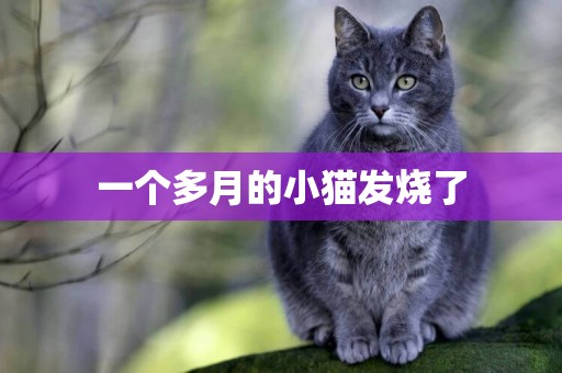 一個多月的小貓發燒了