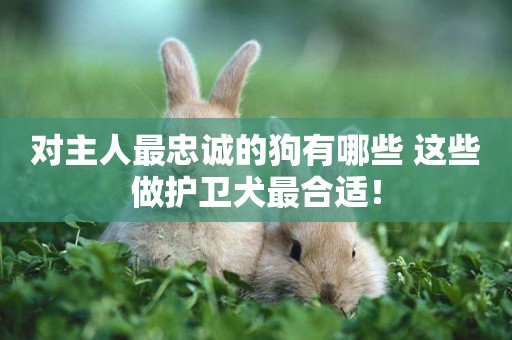 對主人最忠誠的狗有哪些 這些做護衛犬最合適！