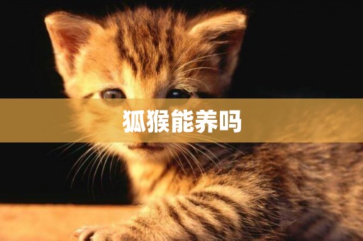 狐猴能養嗎