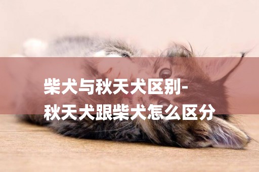 柴犬與秋天犬區別-
秋天犬跟柴犬怎么區分