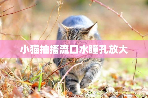 小貓抽搐流口水瞳孔放大
