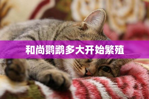 和尚鸚鵡多大開始繁殖