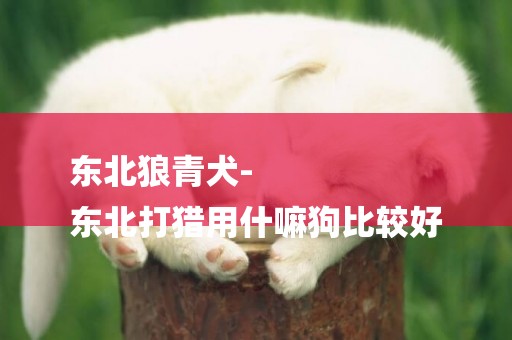 東北狼青犬-
東北打獵用什嘛狗比較好