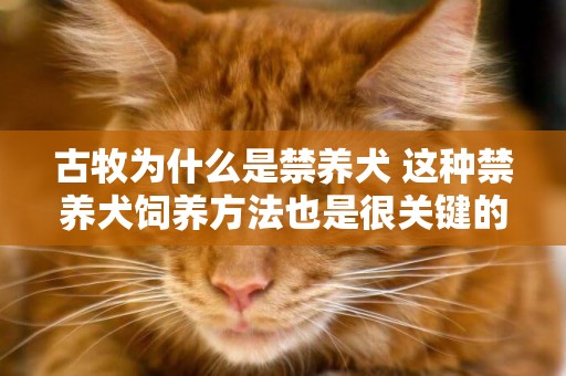 古牧為什么是禁養犬 這種禁養犬飼養方法也是很關鍵的！
