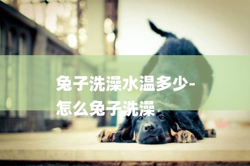 兔子洗澡水溫多少-
怎么兔子洗澡