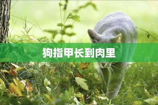 狗指甲長到肉里