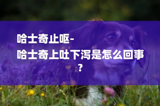 哈士奇止嘔-
哈士奇上吐下瀉是怎么回事?