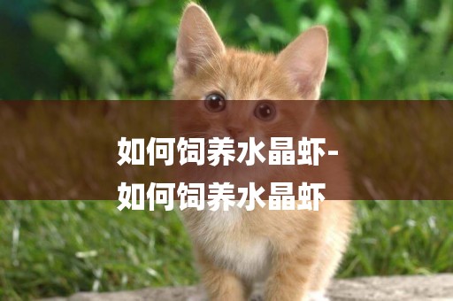 如何飼養水晶蝦-
如何飼養水晶蝦