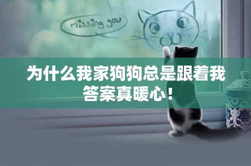 為什么我家狗狗總是跟著我 答案真暖心！