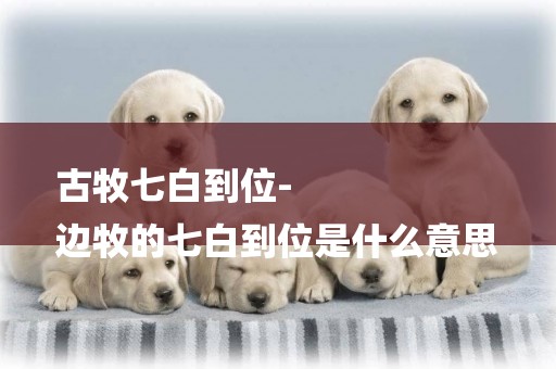 古牧七白到位-
邊牧的七白到位是什么意思