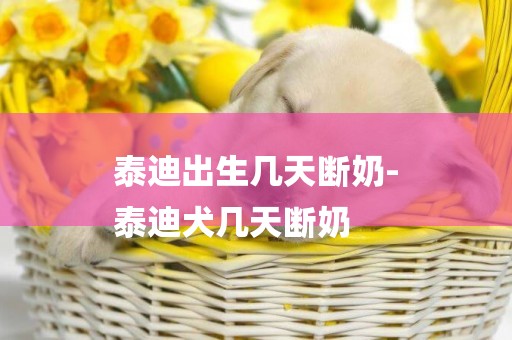 泰迪出生幾天斷奶-
泰迪犬幾天斷奶