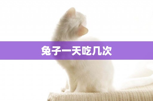 兔子一天吃幾次