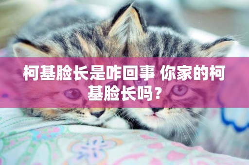 柯基臉長是咋回事 你家的柯基臉長嗎？