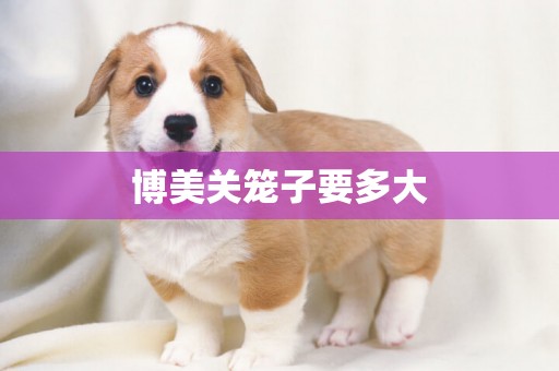 博美關籠子要多大