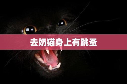 去奶貓身上有跳蚤
