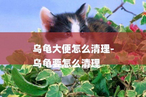 烏龜大便怎么清理-
烏龜要怎么清理