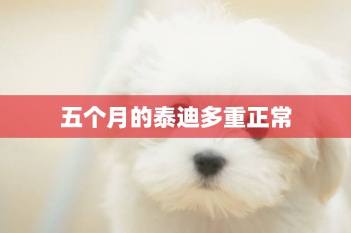 五個月的泰迪多重正常