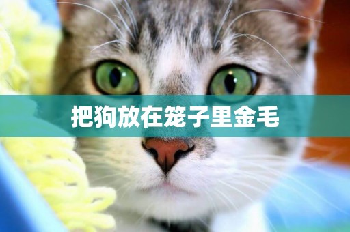 把狗放在籠子里金毛