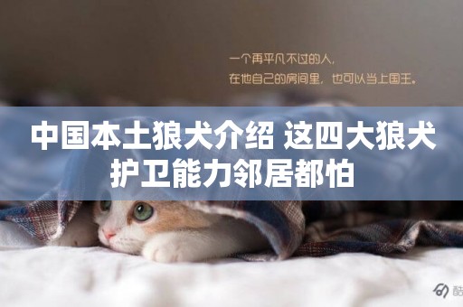 中國本土狼犬介紹 這四大狼犬護衛能力鄰居都怕