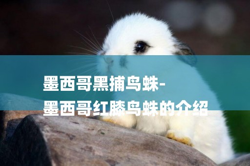 墨西哥黑捕鳥蛛-
墨西哥紅膝鳥蛛的介紹